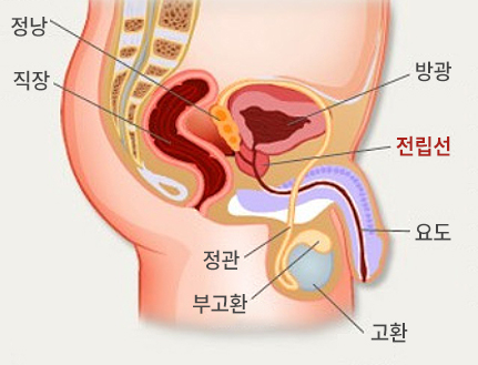 전립선